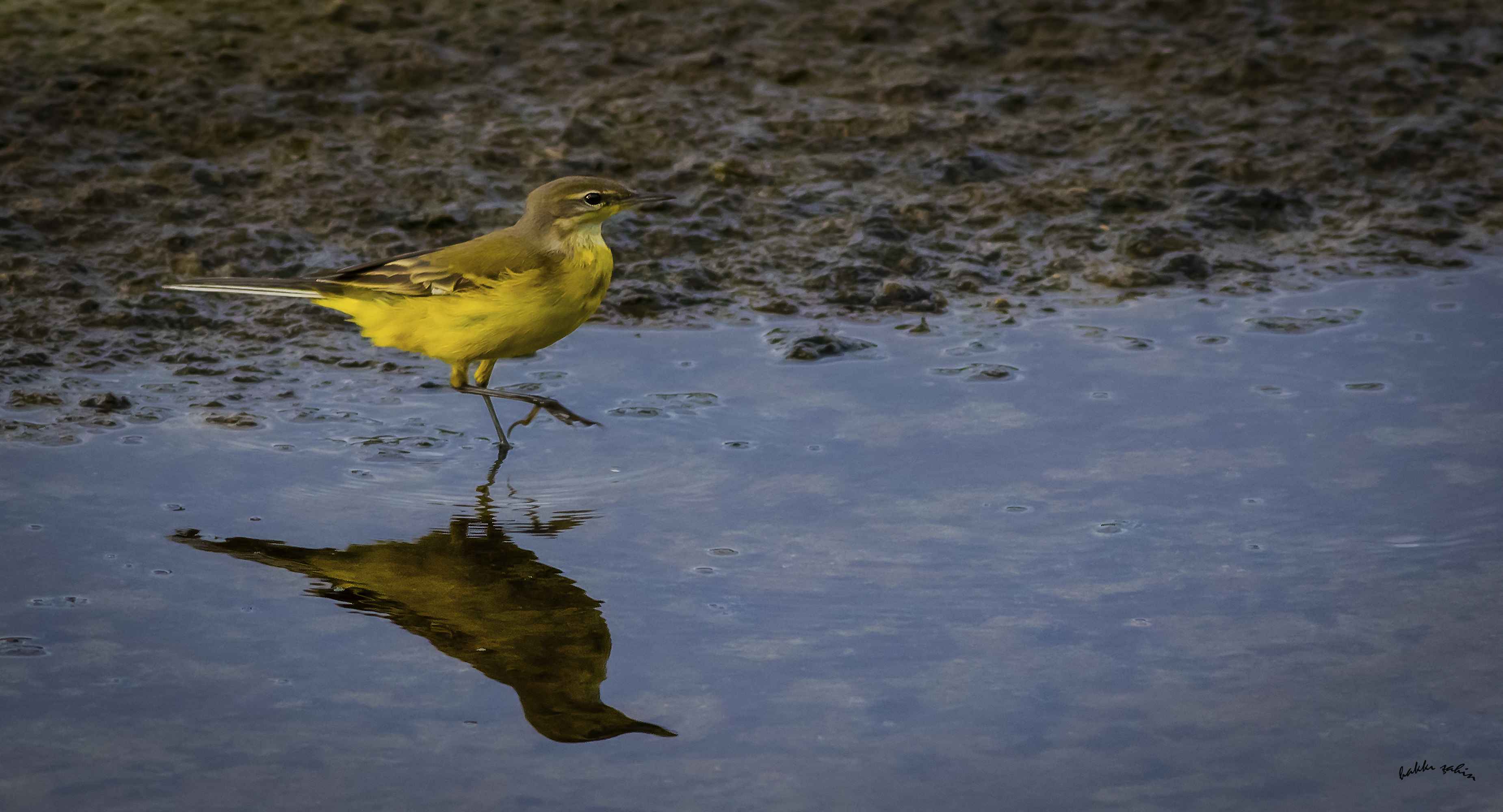 Western Yellow Wagtail